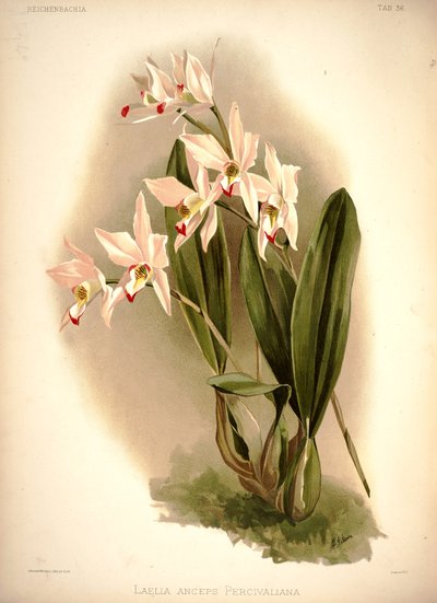 Laelia anceps von London H. Sotheran and Co.
